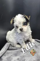 Edie very small, a female Yorkshire Terrier for sale in Holiday, FL – 3 of 9