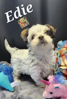 Edie very small, a female Yorkshire Terrier for sale in Holiday, FL – 5 of 9