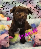 Frances, a female Yorkshire Terrier for sale in Holiday, FL – 2 of 9