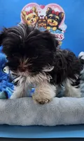 Flash, a male Yorkshire Terrier for sale in Holiday, FL – 7 of 10