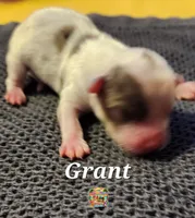 Grant, a male Yorkshire Terrier for sale in Holiday, FL – 2 of 3