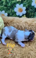 Flip, a male Yorkshire Terrier and Biewer for sale in Holiday, FL – 8 of 10