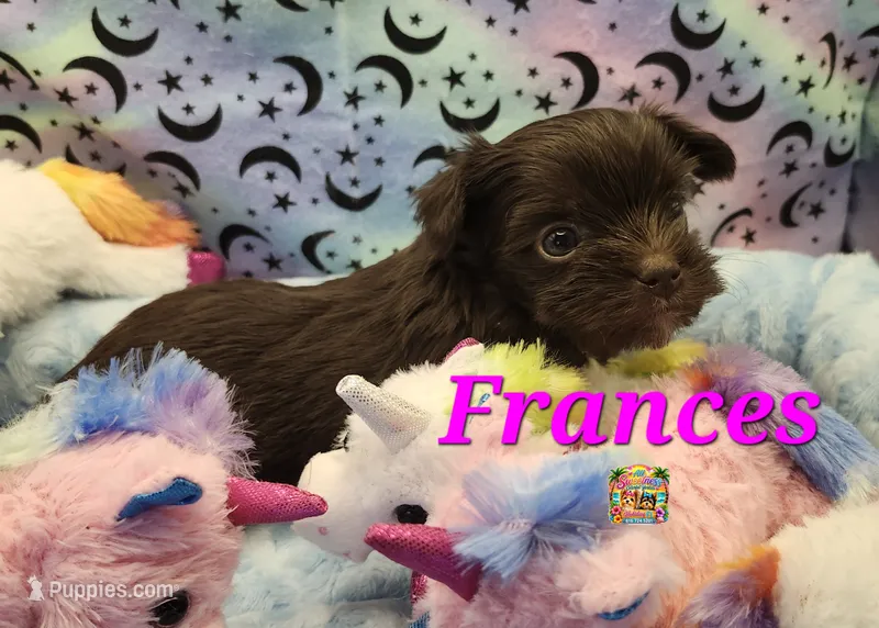 Frances – Yorkshire Terrier puppy for sale in Holiday, FL