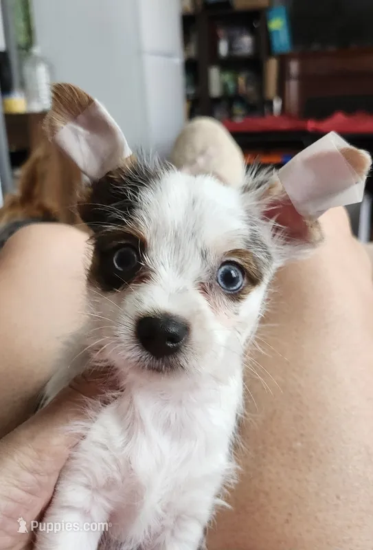 Eva blue eyes – Yorkshire Terrier puppy for sale in Holiday, FL