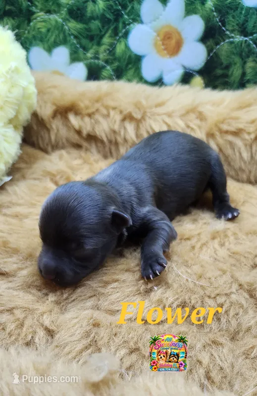 Flower – Yorkshire Terrier puppy for sale in Holiday, FL