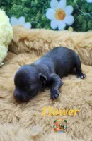 Flower, a female Yorkshire Terrier and Biewer for sale in Holiday, FL – 1 of 9