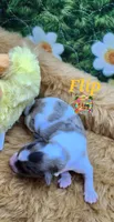 Flip, a male Yorkshire Terrier and Biewer for sale in Holiday, FL – 5 of 10