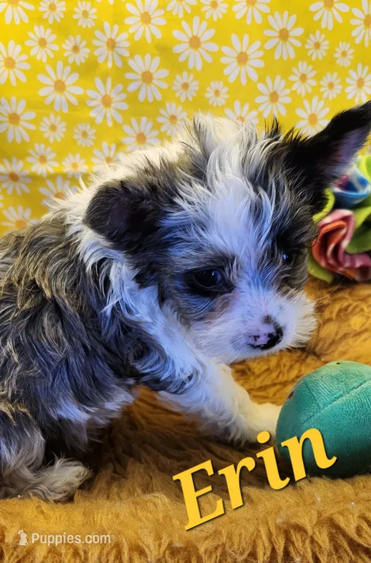 Erin blue eye – Yorkshire Terrier puppy for sale in Holiday, FL