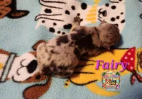 Fairy, a female Yorkshire Terrier for sale in Holiday, FL – 1 of 1