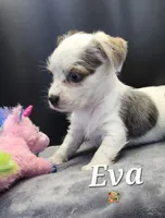 Eva blue eyes, a female Yorkshire Terrier for sale in Holiday, FL – 8 of 10