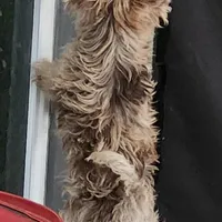 Baron, a male Yorkshire Terrier for sale in Holiday, FL – Photo 2 of 8