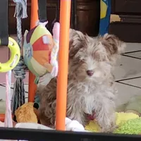 Baron, a male Yorkshire Terrier for sale in Holiday, FL – Photo 1 of 8