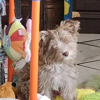 Baron, a male Yorkshire Terrier for sale in Holiday, FL – Photo 4 of 8