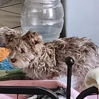 Baron, a male Yorkshire Terrier for sale in Holiday, FL – Photo 5 of 8