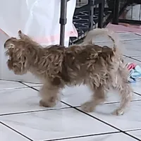 Baron, a male Yorkshire Terrier for sale in Holiday, FL – Photo 3 of 8