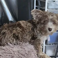 Baron, a male Yorkshire Terrier for sale in Holiday, FL – Photo 6 of 8