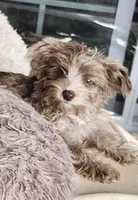 Barry, a male Yorkshire Terrier for sale in Holiday, FL – Photo 1 of 6