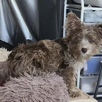 Baron, a male Yorkshire Terrier for sale in Holiday, FL – Photo 8 of 8