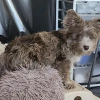 Baron, a male Yorkshire Terrier for sale in Holiday, FL – Photo 7 of 8