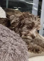 Barry, a male Yorkshire Terrier for sale in Holiday, FL – Photo 2 of 6