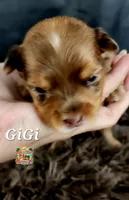 GiGi, a female Yorkshire Terrier for sale in Holiday, FL – 2 of 10