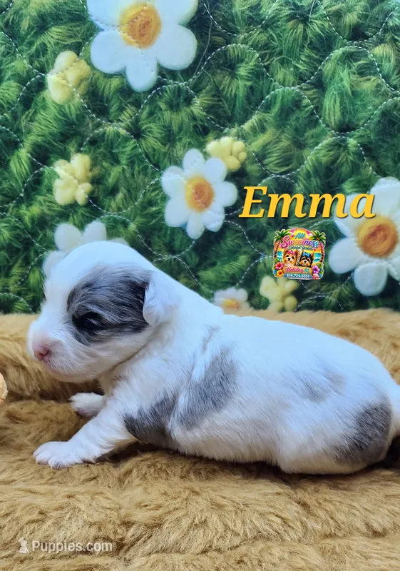 Emma – Yorkshire Terrier puppy for sale in Holiday, FL