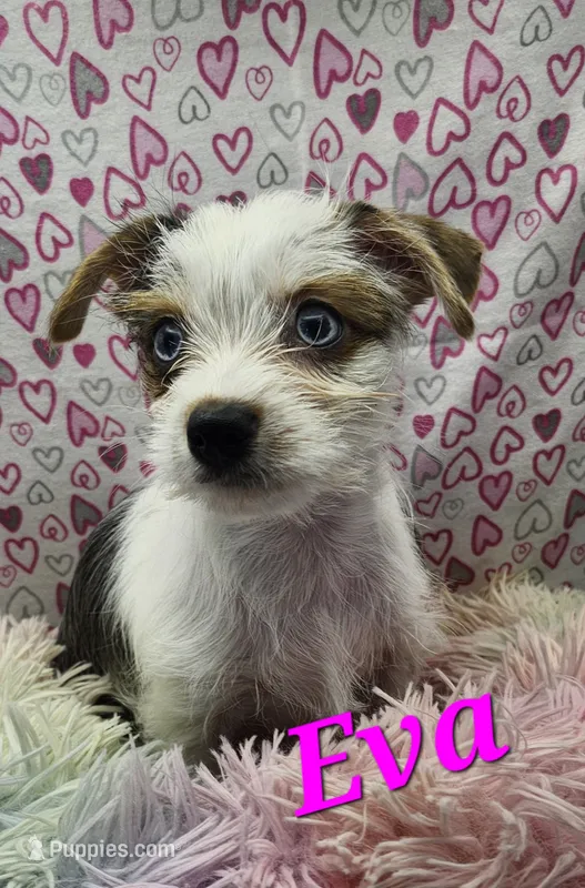Eva blue eyes – Yorkshire Terrier puppy for sale in Holiday, FL