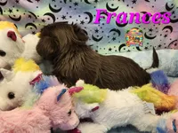 Frances, a female Yorkshire Terrier for sale in Holiday, FL – 6 of 9