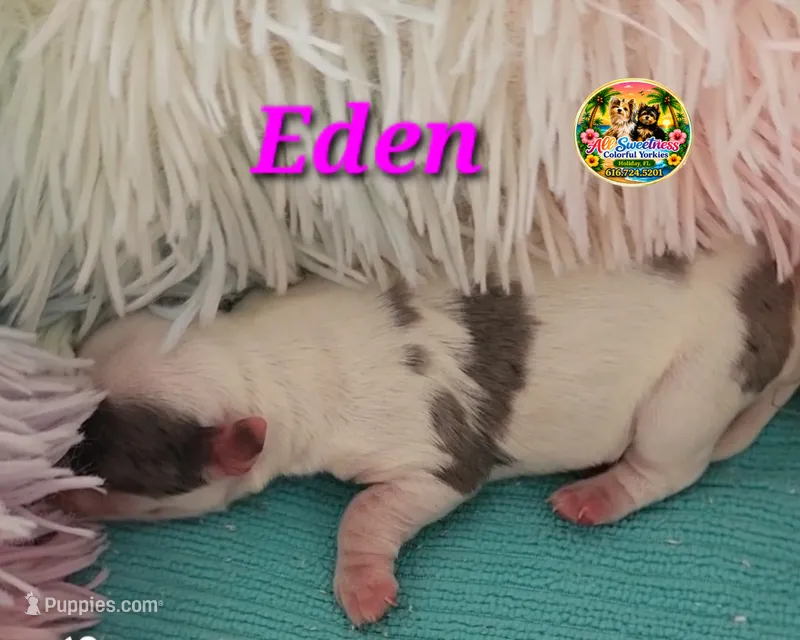 Eden – Yorkshire Terrier puppy for sale in Holiday, FL
