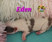 Eden, a female Yorkshire Terrier for sale in Holiday, FL – 1 of 4