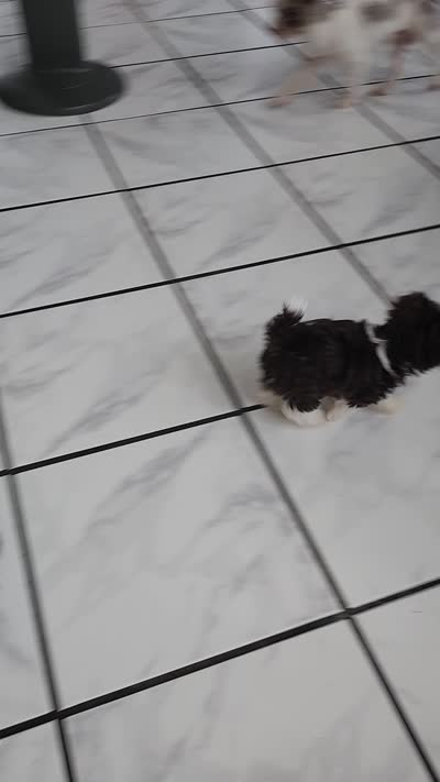 Flash, a male Yorkshire Terrier for sale in Holiday, FL – 10 of 10