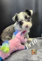 Erin blue eyes, a female Yorkshire Terrier for sale in Holiday, FL – 6 of 10