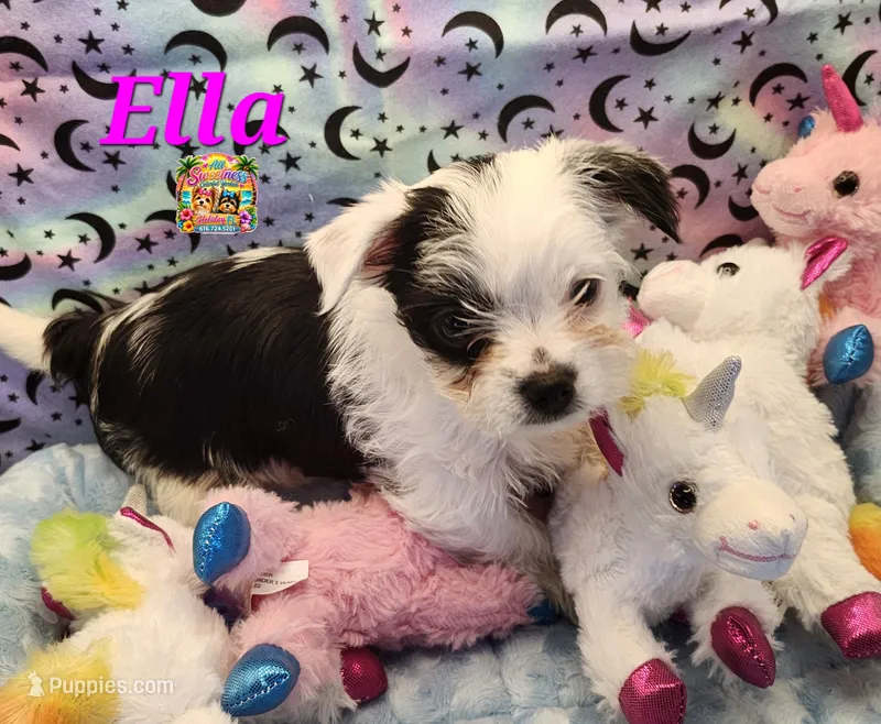 Ella very small – Yorkshire Terrier puppy for sale in Holiday, FL