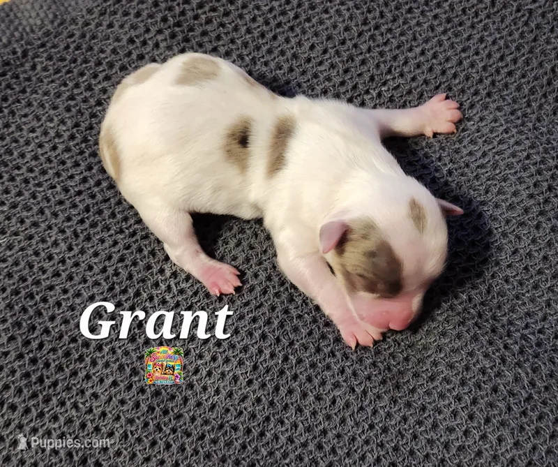 Grant – Yorkshire Terrier puppy for sale in Holiday, FL
