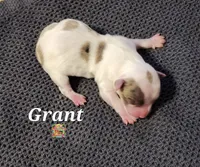 Grant, a male Yorkshire Terrier for sale in Holiday, FL – 1 of 3
