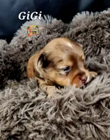 GiGi, a female Yorkshire Terrier for sale in Holiday, FL – 4 of 10