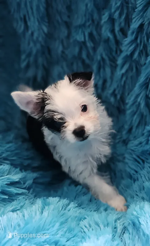 Ella  – Yorkshire Terrier puppy for sale in Holiday, FL