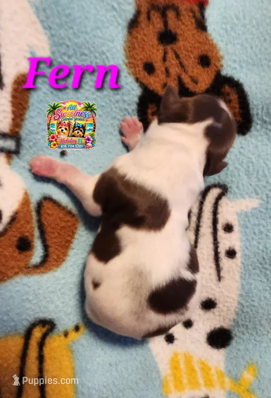 Fern  – Yorkshire Terrier puppy for sale in Holiday, FL