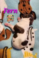 Fern , a female Yorkshire Terrier for sale in Holiday, FL – 1 of 1