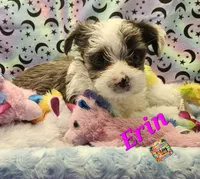 Erin blue eye, a female Yorkshire Terrier for sale in Holiday, FL – 3 of 9