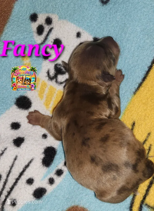 Fancy – Yorkshire Terrier puppy for sale in Holiday, FL
