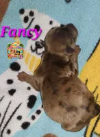 Fancy, a female Yorkshire Terrier for sale in Holiday, FL – 1 of 1