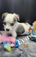 Eva blue eyes, a female Yorkshire Terrier for sale in Holiday, FL – 7 of 10