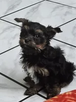Deke, a male Yorkshire Terrier for sale in Holiday, FL – 8 of 10