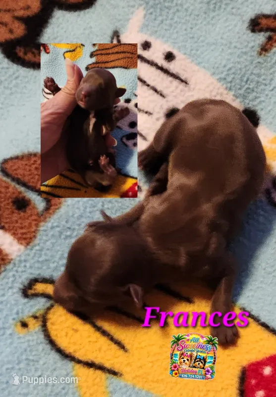 Frances – Yorkshire Terrier puppy for sale in Holiday, FL