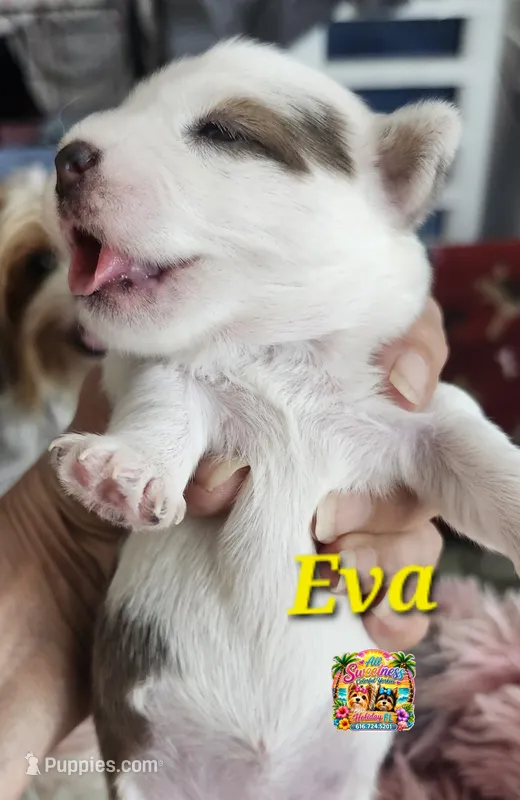 Eva – Yorkshire Terrier puppy for sale in Holiday, FL