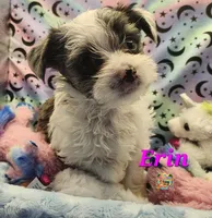 Erin blue eye, a female Yorkshire Terrier for sale in Holiday, FL – 2 of 9