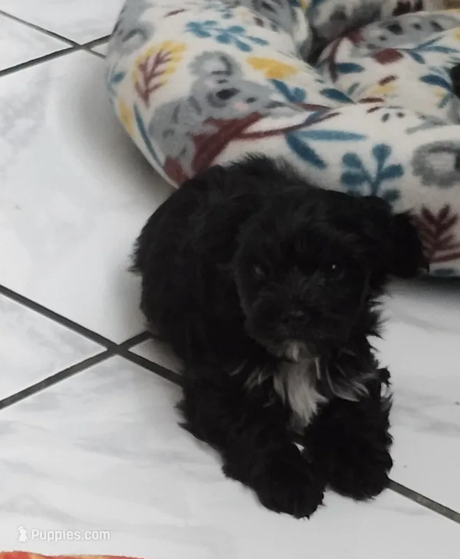 Doc – Yorkshire Terrier puppy for sale in Holiday, FL