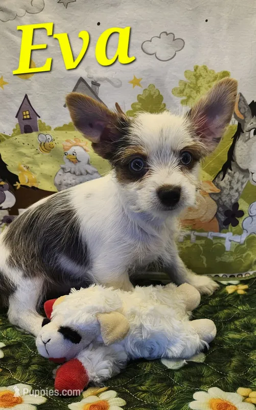 Eva blue eyes – Yorkshire Terrier puppy for sale in Holiday, FL