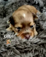 GiGi, a female Yorkshire Terrier for sale in Holiday, FL – 7 of 10